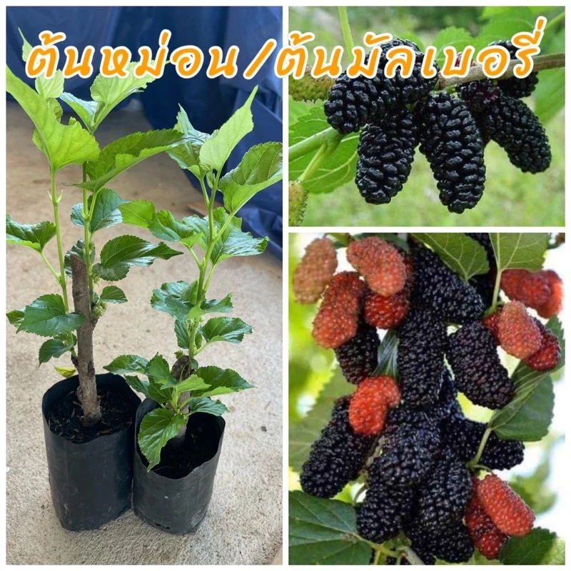 (1ชุด4ต้น100บาท) ต้นมัลเบอรี่ หรือ ม่อนออสตุรกี (ชำกิ่ง) ลูกใหญ่ ผลดก รสชาติหวาน อร่อย ปลูกง่ายดูแลง่าย