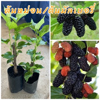 (1ชุด4ต้น100บาท) ต้นมัลเบอรี่ หรือ ม่อนออสตุรกี (ชำกิ่ง) ลูก…