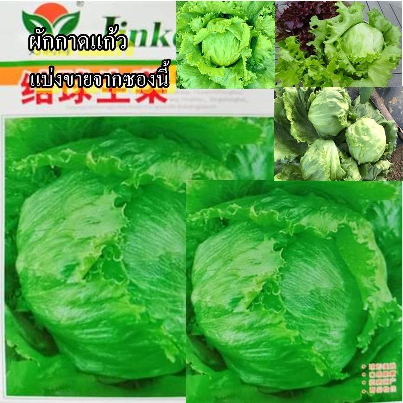 500+ เมล็ด เมล็ดผักกาดแก้ว (สลัดใบกรอบ รสชาติอร่อย ทานสดอร่อยหวานกรอบมาก ชอบอากาศเย็นทั้งวันถึงจะห่อสวย)