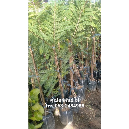 กิ่งทาบมะขามป้อมยักษ์อินเดีย ต้นส่งสูง60-70ซม.