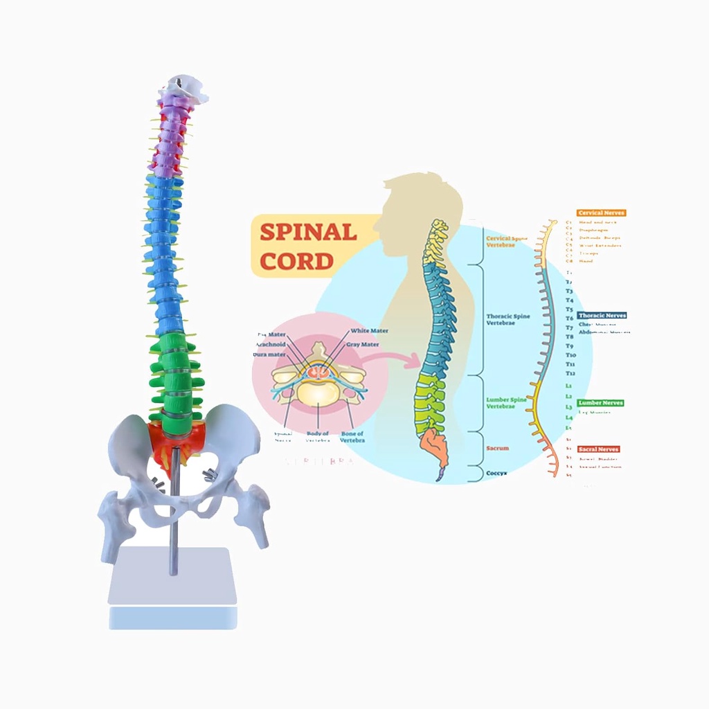 กระดูกสันหลัง 85CM Anatomical Spine Model Anatomy Medical Education Model 17.7" Color Vertebral Teac