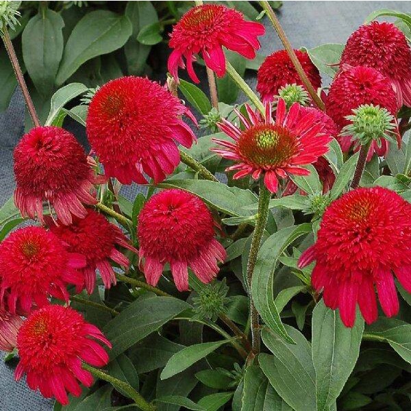 50 เมล็ด เมล็ดเอ็กไคนาเซีย ดอกอิชิเนเชีย Echinacea Seed สายพันธุ์ Rose