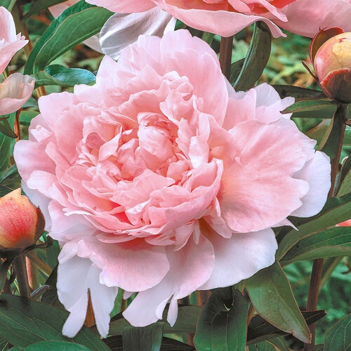 3 เมล็ด โบตั๋น ดอกนางพญานิรมล Paeonia Peony Seeds สายพันธุ์ Pillow Talk – โปรปัง
