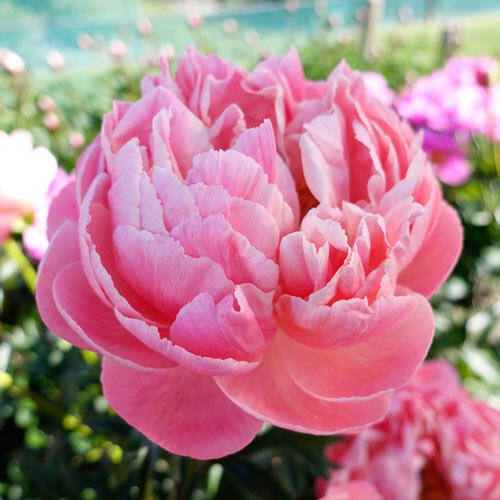 3 เมล็ด เมล็ดโบตั๋น ดอกนางพญานิรมล Paeonia Peony Seeds สายพันธุ์ Coral Charm
