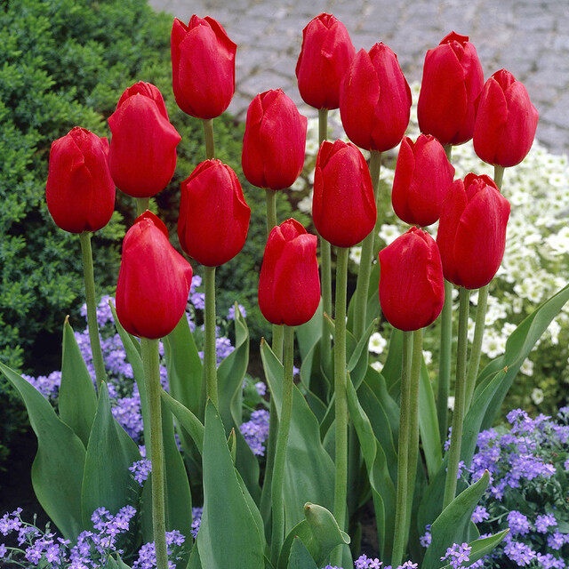 20 เมล็ด ทิวลิป Tulipa สัญลักษณ์ของความรัก สายพันธุ์ Tulip Kingsblood
