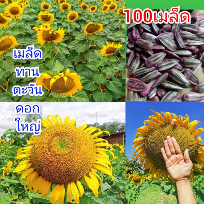 เมล็ดพันธุ์ทานตะวันลูกผสม (100 เมล็ด)แบบบโชว์ดอกดอกใหญ่