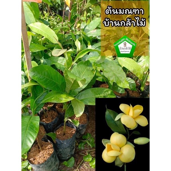 ต้นมณฑาทิพย์ และ มณฑาทอง  🎉ต้นแข็งแรง 🌿 สินค้าเสียหาย แจ้งทางร้านได้เลยจ้า