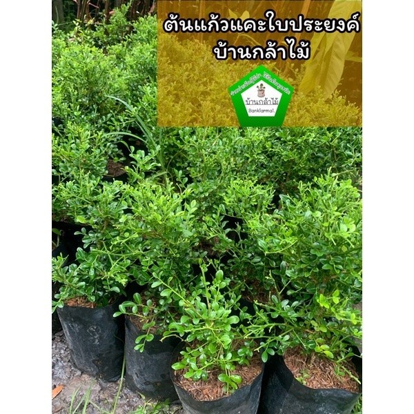 ต้นแก้วแคะ บอนไซ ต้นแข็งแรง ระหว่างขนส่งสินค้าเสียหาย ทางร้านรับผิดชอบทุกรณีจ้า