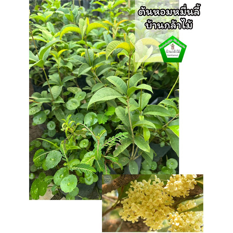 ต้นหอมหมื่นลี้ 🎉ต้นแข็งแรง 🌿 สินค้าเสียหาย แจ้งทางร้านได้เลยจ้า