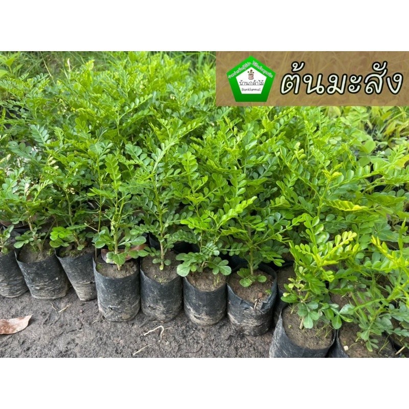 ต้นมะสัง ทำไม้ดัด บอนไซ 🌿 🌿 สินค้าเสียหาย แจ้งทางร้านได้เลยจ้า