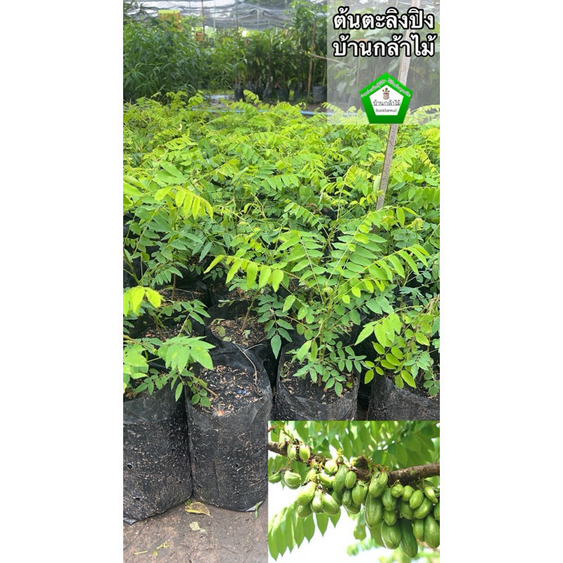 ต้นตะลิงปิง ต้นสวย พร้อมปลูก🙏🏻ไม่มีขั้นต่ำในการสั่ง ออกผลไวมาก 🎉🌿 สินค้าเสียหาย แจ้งทางร้านได้เลยจ้า