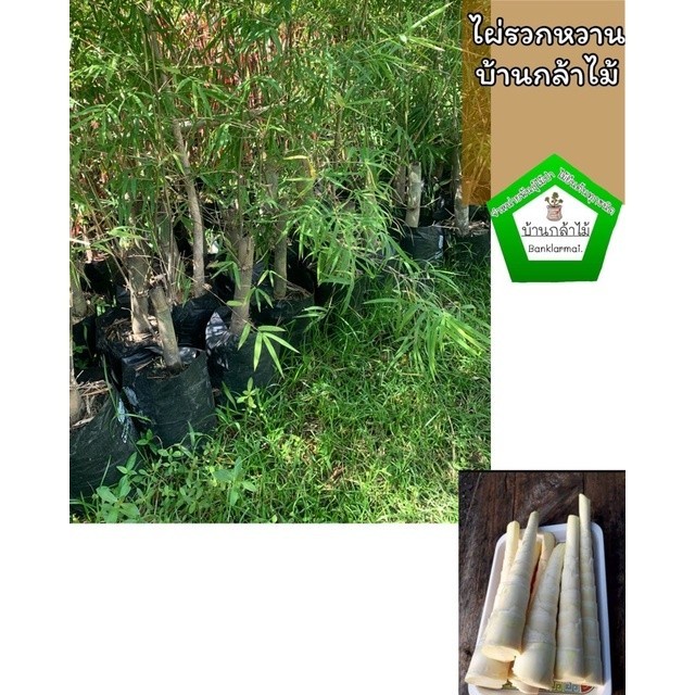 ไผ่รวกหวานภูกระดึง กินดิบ แท้100% 🎉ต้นแข็งแรง 🌿 สินค้าเสียหาย แจ้งทางร้านได้เลยจ้า