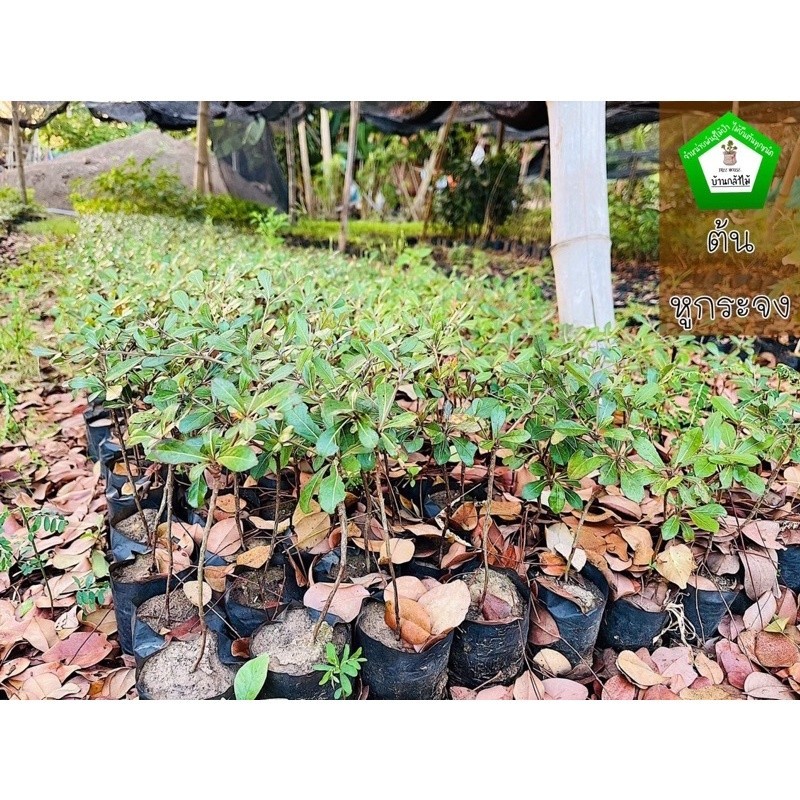 ต้นหูกระจง หรือ ต้นแผ่บารมี 🍀 ต้นแข็งแรง 🌿 สินค้าเสียหาย แจ้งทางร้านได้เลยจ้า