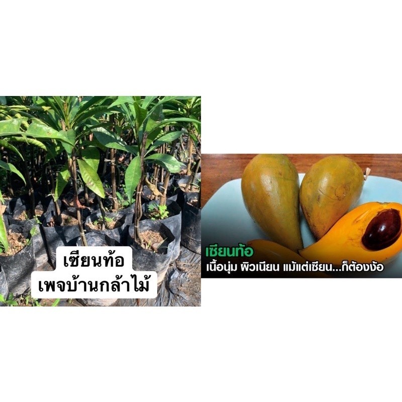 ต้นเซียนท้อม่อนไข่ เก็บผลไว  🎉ต้นแข็งแรง 🌿 สินค้าเสียหาย แจ้งทางร้านได้เลยจ้า