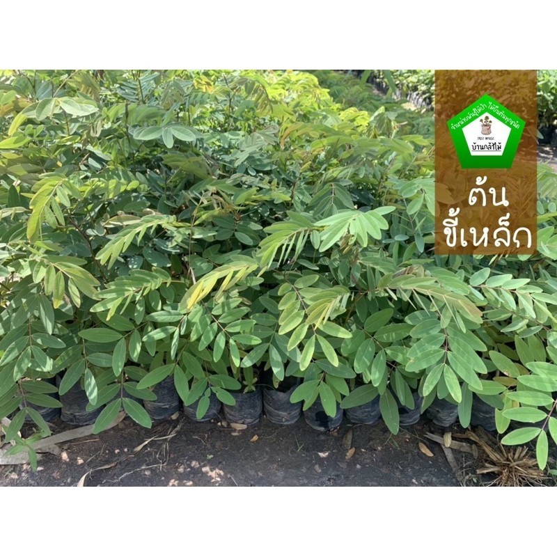 ต้นขี้เหล็ก เนื้อไม้สวยสร้างบ้านได้  🎉ต้นแข็งแรง🌿 สินค้าเสียหาย แจ้งทางร้านได้เลยจ้า