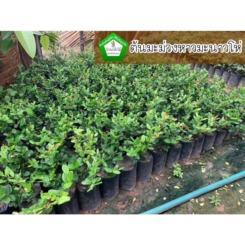 ต้นมะนาวโห่ มะม่วงหาวมะนาวโห่ 🍒ต้นแข็งแรง 🌿 สินค้าเสียหาย แจ้งทางร้านได้เลยจ้า
