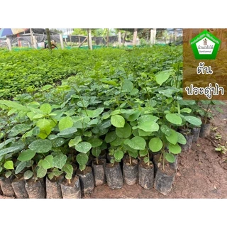 ต้นประดู่ป่า 🎉ต้นแข็งแรง🌿 สินค้าเสียหาย แจ้งทางร้านได้เลยจ้า