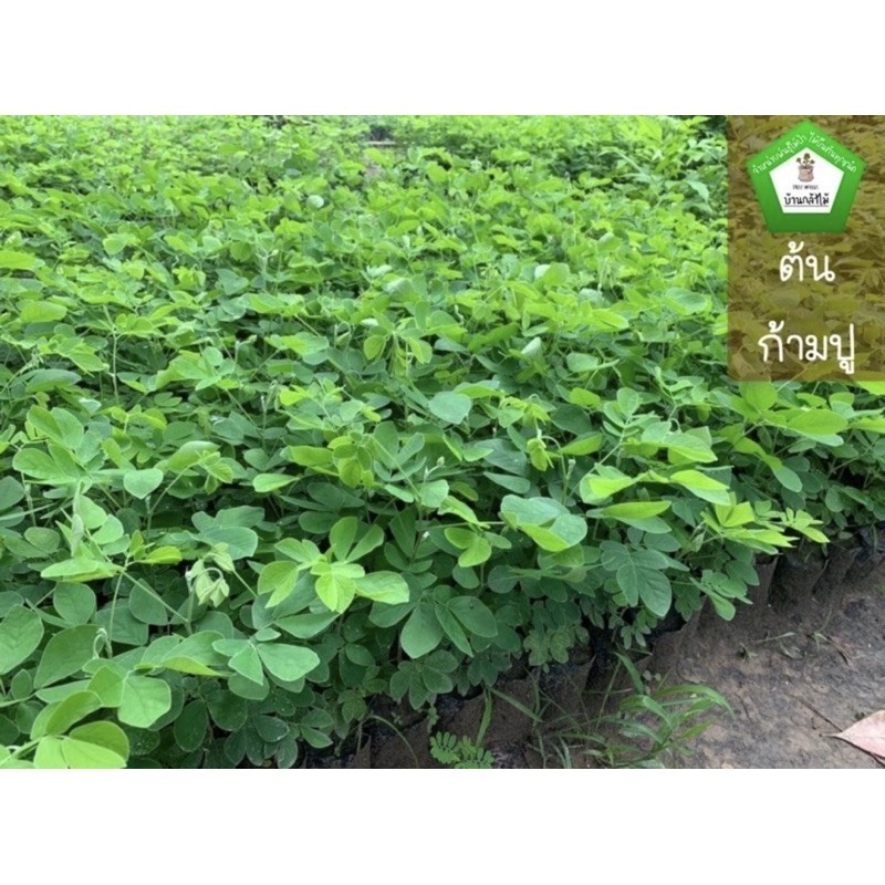 ต้นก้ามปู,ฉำฉาหรือจามจุรี 🎉ต้นแข็งแรง ระหว่างขนส่งสินค้าเสียหาย ทางร้านรับผิดชอบทุกรณีจ้า