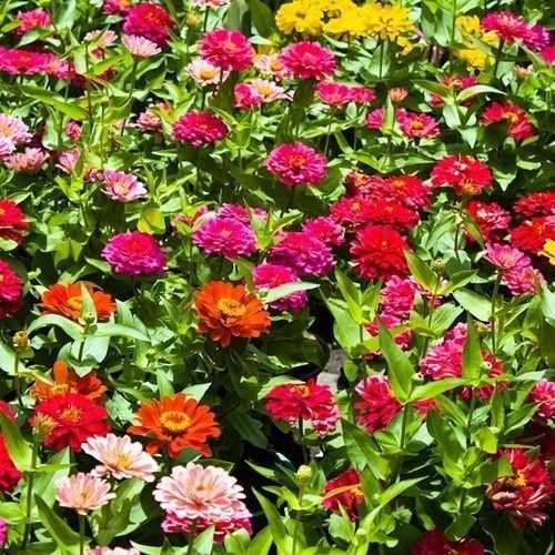 Zinnia Seeds เมล็ดพันธุ์ดอกไม้ เมล็ดพันธุ์ดอกเบญจมาศ Zinnia Seeds เจ็ดสี เมล็ดดอกเบญจมาศ Zinnia Seed