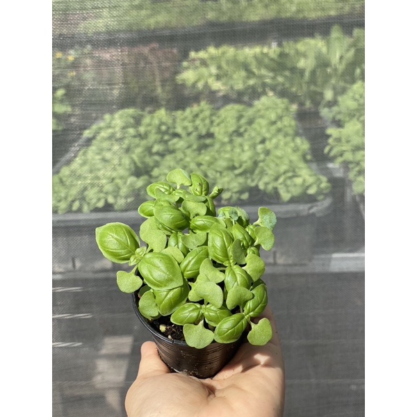 ต้นกล้า โหระพาอิตาลี่( 10ต้น++) ในกระถาง2นิ้ว ซื้อ 3 แถม 1 2 inch pot Italian Sweet Basil Baby Plant Buy3 Get1 Free
