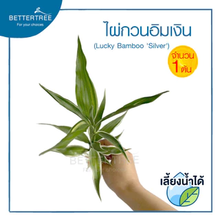 ไผ่กวนอิมเงิน(จำนวน 1 ต้น) ไม้ฟอกอากาศ สามารถปลูกในน้ำได้ ต้นไม้ฟอกอากาศ