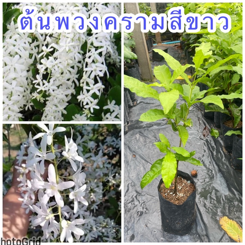 ต้นพวงคราม ดอกสีขาว ปลูกง่าย ออกดอกทั้งปี ขนาดต้น 40 เซนติเมตร