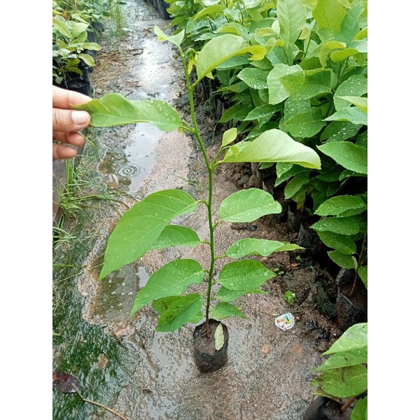 ต้นน้อยหน่าหนังเขียวเกษตร(ชุด5ต้น)เพาะเมล็ด ลูกใหญ่ ผลดก - รูปที่ 7