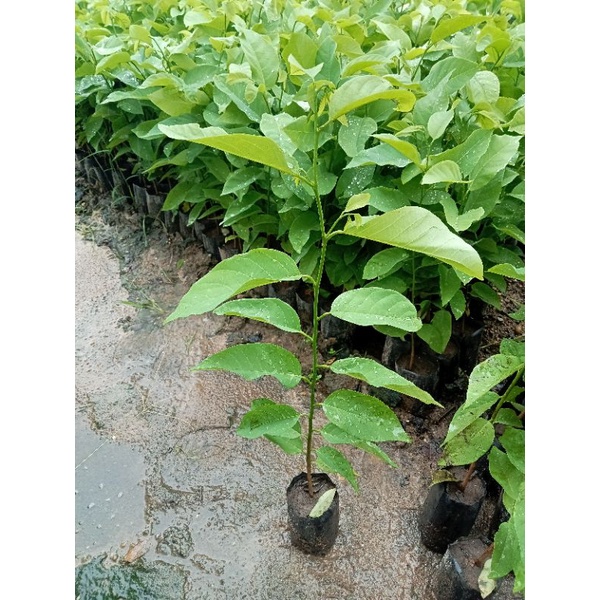 ต้นน้อยหน่าหนังเขียวเกษตร(ชุด5ต้น)เพาะเมล็ด ลูกใหญ่ ผลดก - รูปที่ 5