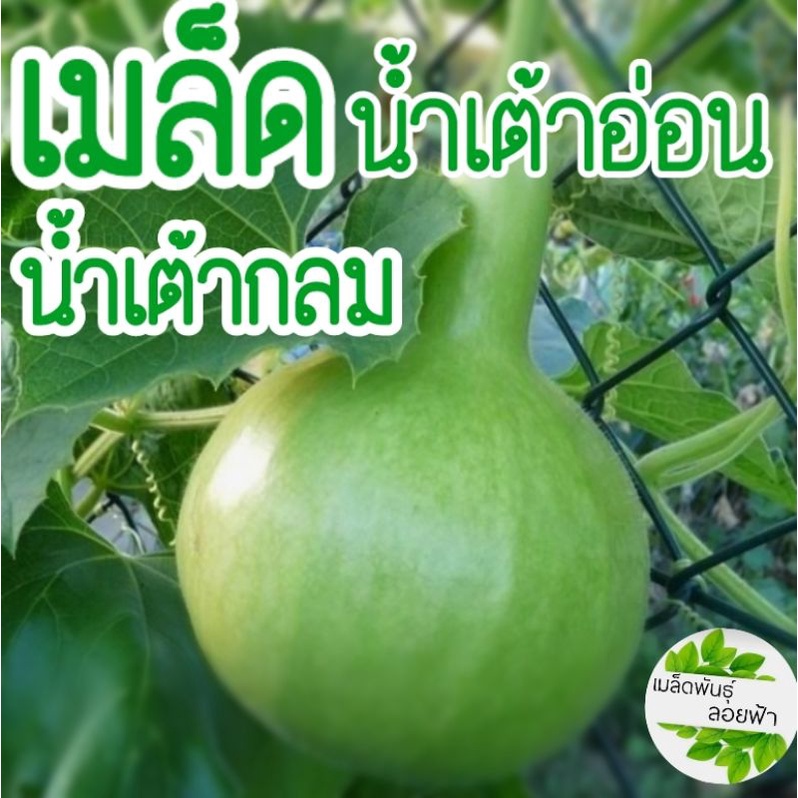 เมล็ด น้ำเต้ากลม/น้ำเต้าอ่อนทำอาหารได้หลากหลาย ปลูกสวยงามได้ ทนแดด ทนฝน 10เมล็ด เมล็ดพันธุ์แท้op