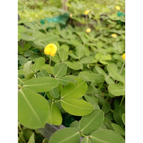 ต้นกล้าถั่วบราซิล 20 ต้น 18 บาท