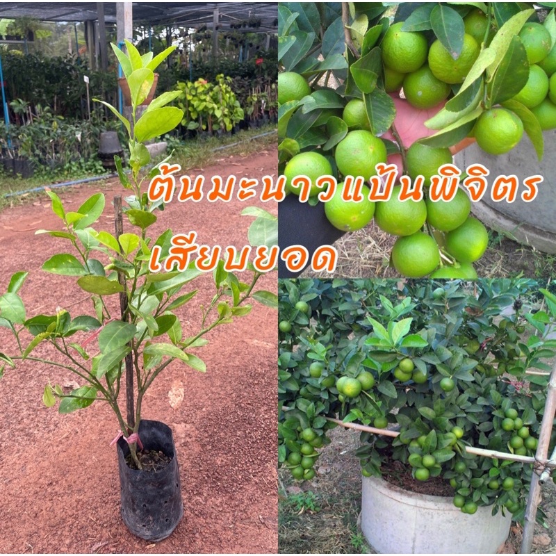 ต้นมะนาวแป้นพิจิตร เสียบยอด ติดผลดก เปลือกบางน้ำเยอะ ต้นเตี้ยเก็บผลง่าย