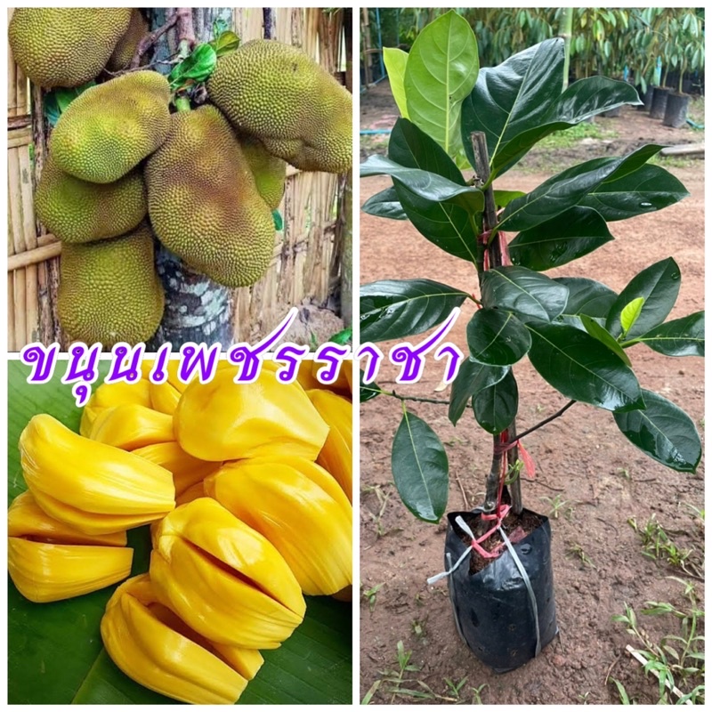 ต้นขนุนเพชรราชา ขนาดต้นสูง 50-70 ซม.แบบทาบกิ่ง เนื้อในเป็นสีเหลืองรสชาติหวานอร่อยปลูกง่าย