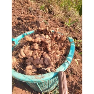 กระชายดำสด กระชายดำ100 ขุดใหม่จากสวน 1กก. เจ้าของขายเอง