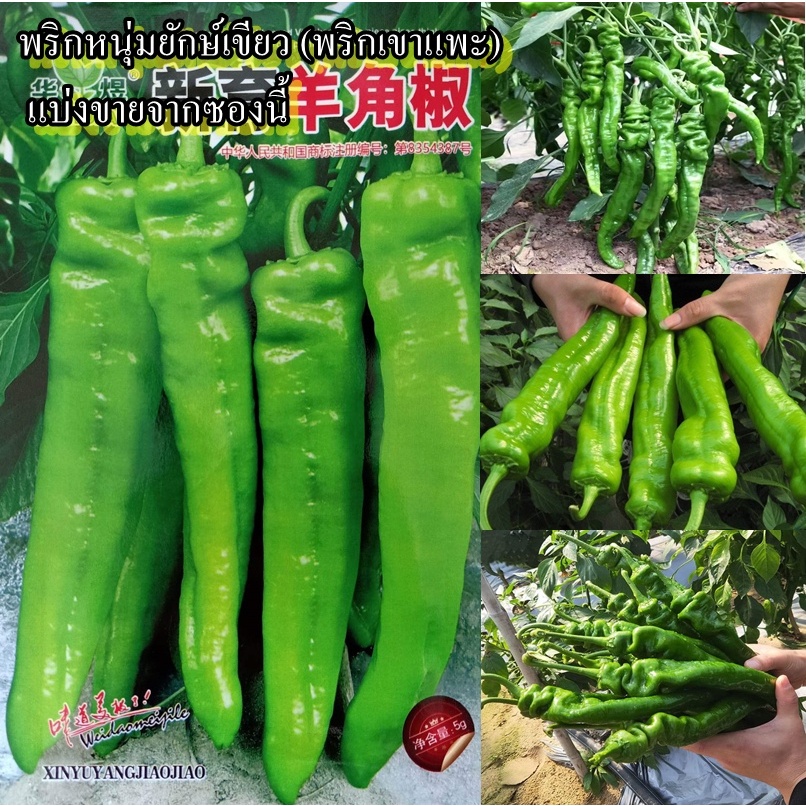 100+ เมล็ด เมล็ดพริกหนุ่มยักษ์เขียว (พริกเขาแพะ) (ผลใหญ่ยักษ์ ผลสีเขียวยาว18-21ซม.รสชาติหวาน กลิ่นหอมฉุ่นแรง ผิวมัน)