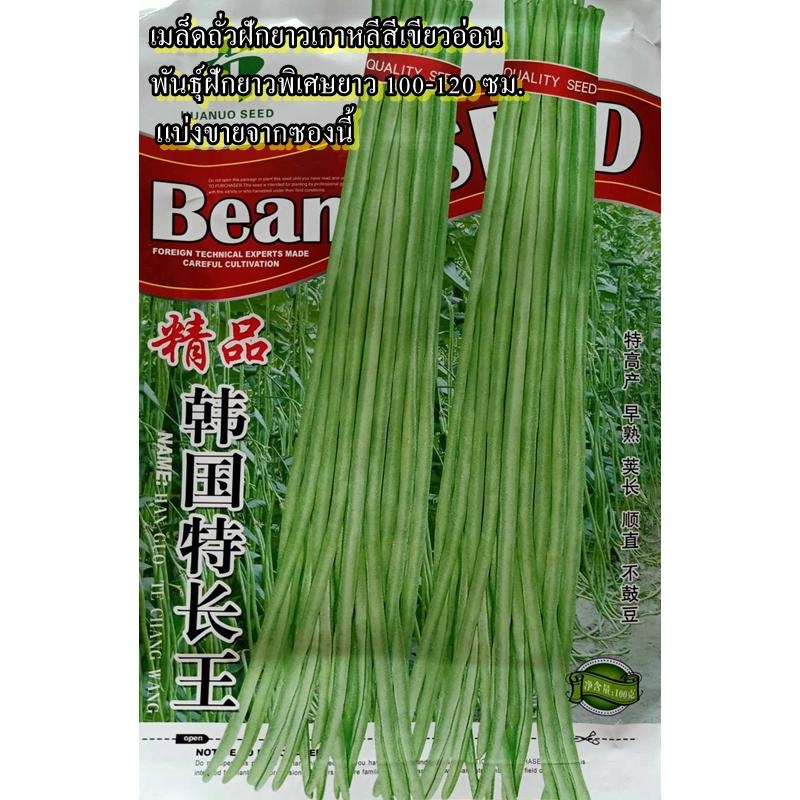 15 เมล็ด เมล็ดถั่วฝักยาวเกาหลีสีเขียวอ่อน พันธุ์ฝักยาวพิเศษยาว 100-120 ซม. (สายพันธุ์ฝักยาวมากๆ ฝักสีเขียวอ่อน)