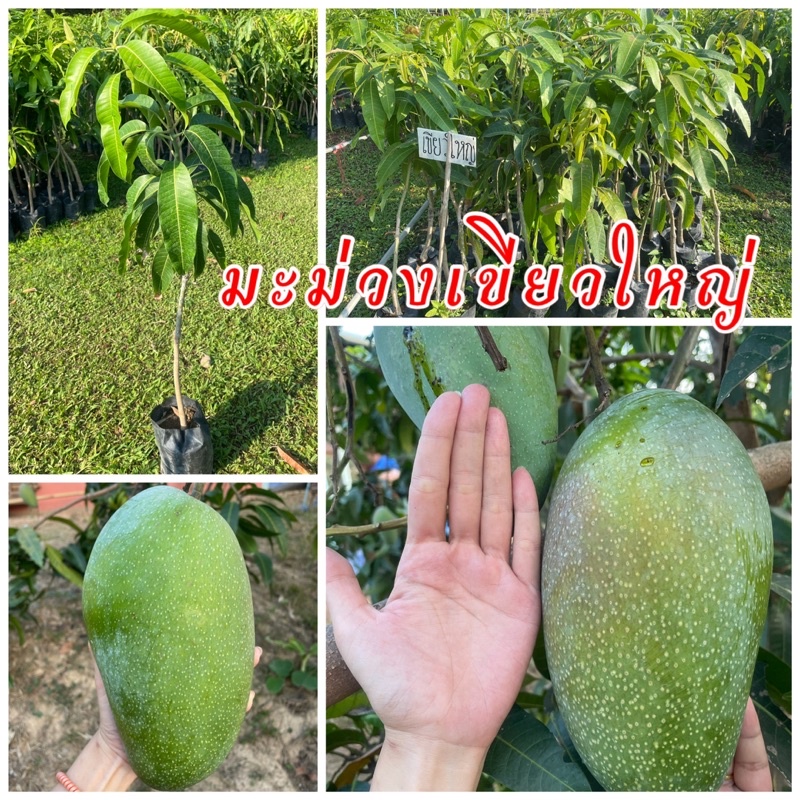 ต้นมะม่วงเขียวใหญ่ เสียบยอด พันธุ์เตี้ย ผลดิบรสชาติ3รส อร่อย 1 ปีติดผล 60ซม.