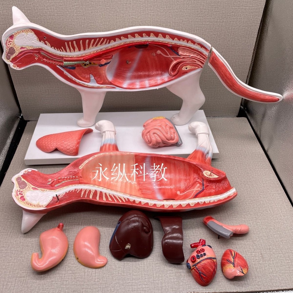 Yonglongitudinal Science and Education Animal Overall Anatomy Model Cat and Dog Internal Organs Mode