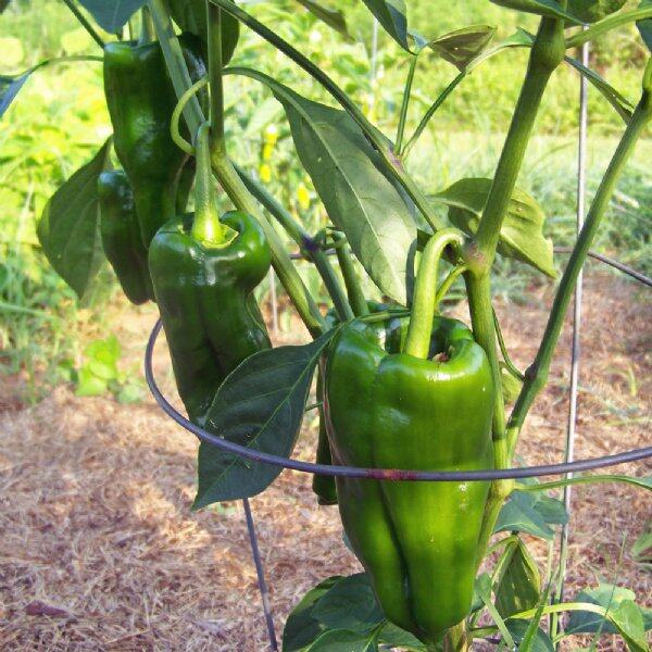 30 เมล็ด พริก Pepper Seeds ปลูกง่าย ปลูกในกระถางได้ สายพันธุ์ Poblano