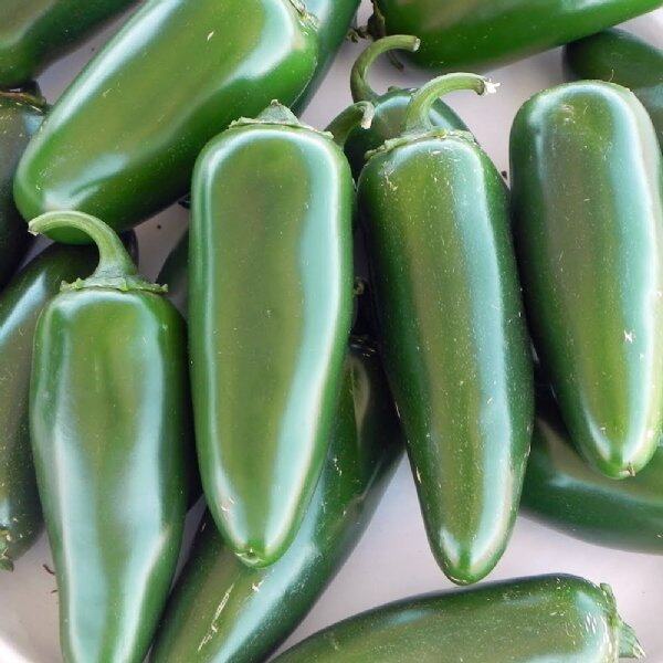 30 เมล็ด พริก Pepper Seeds ปลูกง่าย ปลูกในกระถางได้ สายพันธุ์ Jalapeno M Hot