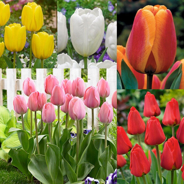 20 เมล็ด ทิวลิป ความรัก ความศรัทธา Tulip Seeds สายพันธุ์ Tulip Darwin Collection
