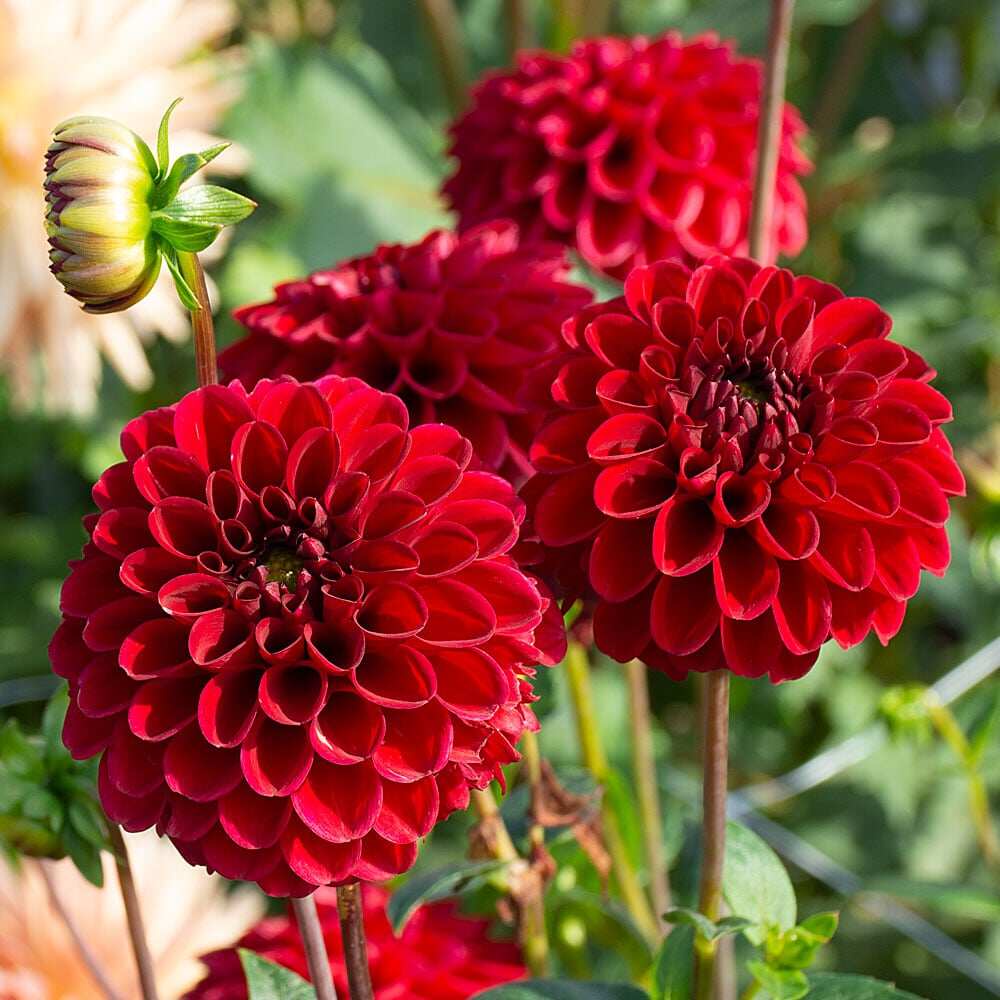 25 เมล็ด ดอกไม้ ดอกรักเร่ ดาห์เลีย ความสง่างาม Dahlia Seeds สายพันธุ์ Red Fox
