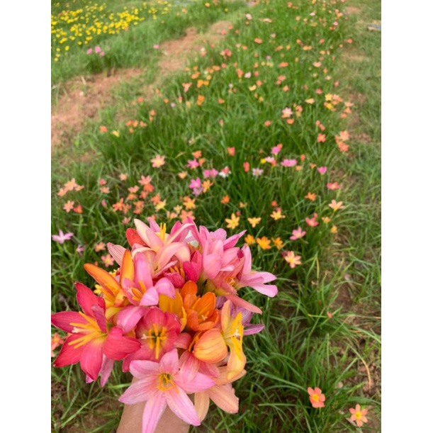 บัวดินลูกผสมคละสี1ชุด20หัวพันธุ์ ดอกออกมาสวยจะมีลวดลายหลากสี