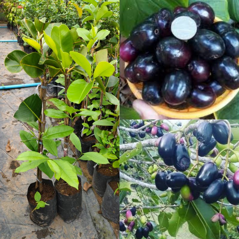 ต้นลูกหว้ายักษ์อินเดีย เสียบยอด ผลใหญ่ เนื้อเยอะ ผลสุกสีดำ รสหวานอมเปรี้ยว ฝาดเล็กน้อย กินแล้วชุ่ม ราคา ถูกที่สุด ดีลบีเคเค รูปภาพหลัก