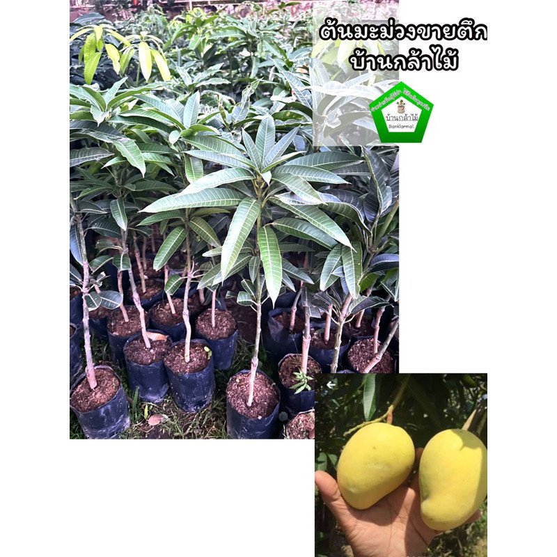 ต้นมะม่วงขายตึก เสียบยอด 🎉ต้นแข็งแรง 🌿 สินค้าเสียหาย แจ้งทางร้านได้เลยจ้า