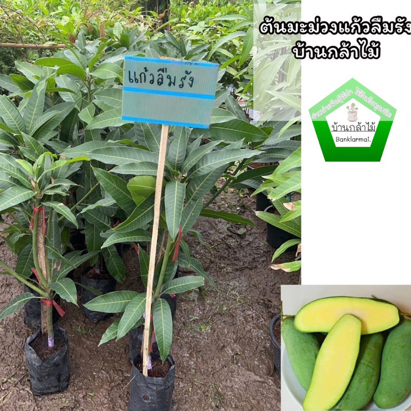 ต้นมะม่วงแก้วลืมรัง พร้อมปลูก 🎉ต้นแข็งแรง 🌿 สินค้าเสียหาย แจ้งทางร้านได้เลยจ้า