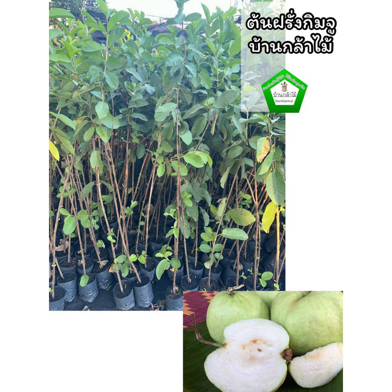 ต้นฝรั่งกิมจู ต้นใหญ่ ไซค์โต พร้อมลงดิน 🎉ต้นแข็งแรง 🌿 สินค้าเสียหาย แจ้งทางร้านได้เลยจ้า