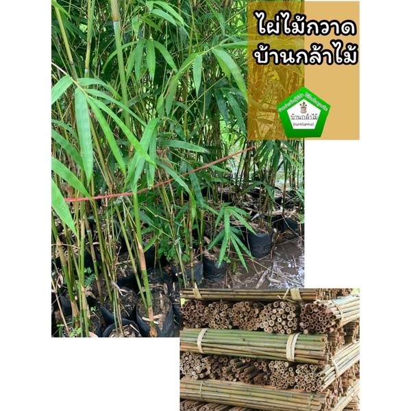 ต้นไผ่ด้ามไม้กวาด ไผ่ไม้กวาด ไผ่กอแก้ว 🎉ต้นแข็งแรง 🌿 สินค้าเสียหาย แจ้งทางร้านได้เลยจ้า