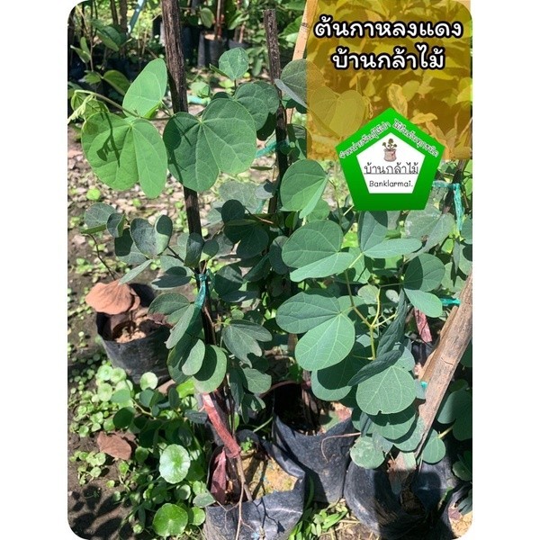ต้นกาหลงแดง 🎉ต้นแข็งแรง 🌿 สินค้าเสียหาย แจ้งทางร้านได้เลยจ้า