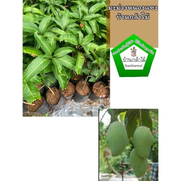 ต้นมะม่วงหนองแซง แท้ 100%  🎉ต้นแข็งแรง🌿 สินค้าเสียหาย แจ้งทางร้านได้เลยจ้า