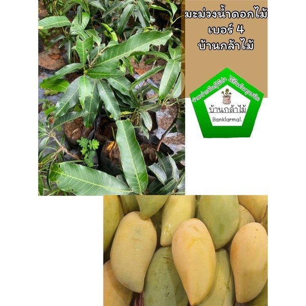 ต้นมะม่วงน้ำดอกไม้เบอร์ 4 แท้ 100% ต้นแข็งแรง ระหว่างขนส่งสินค้าเสียหาย ทางร้านรับผิดชอบทุกรณีจ้า